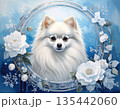 白いポメラニアンと冬の花飾り 135442060