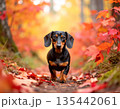 紅葉の小道を歩くミニチュアダックス 135442061