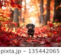紅葉の森を歩くダックスフンドの秋 135442065