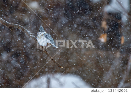 雪の日のヤマセミ 雪の日のヤマセミ 135442091