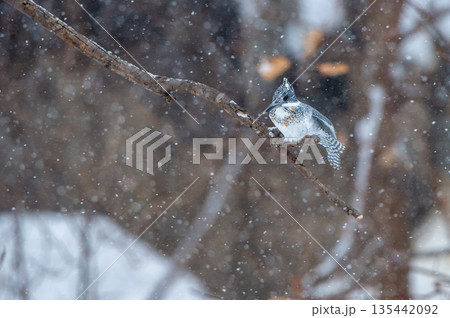 雪の日のヤマセミ 135442092