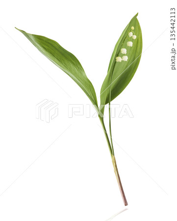 Beautiful Snowdrop flower falling in the air isolated Beautiful Snowdrop flower falling in the air isolated 135442113