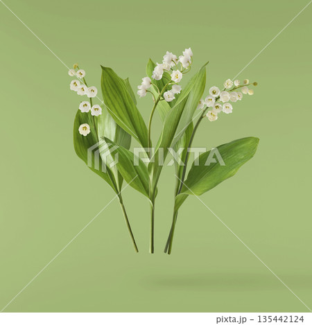 Beautiful Snowdrop flower falling in the air isolated Beautiful Snowdrop flower falling in the air isolated 135442124
