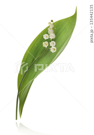 Beautiful Snowdrop flower falling in the air isolated Beautiful Snowdrop flower falling in the air isolated 135442135