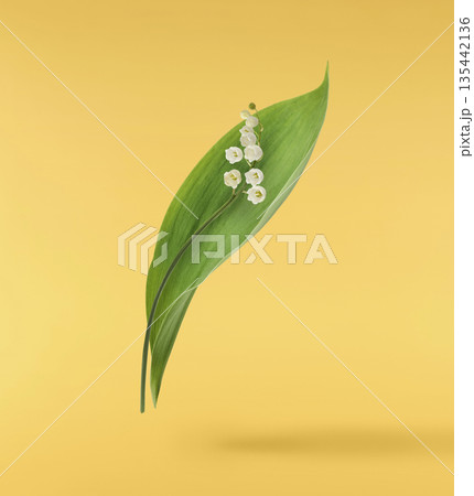 Beautiful Snowdrop flower falling in the air isolated  135442136