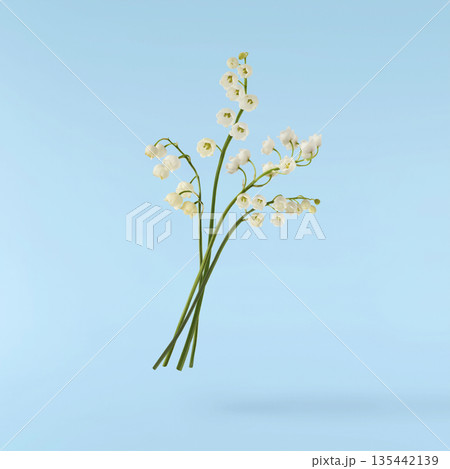 Beautiful Snowdrop flower falling in the air isolated Beautiful Snowdrop flower falling in the air isolated 135442139