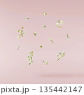 Beautiful Snowdrop flower falling in the air isolated  135442147