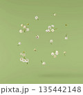 Beautiful Snowdrop flower falling in the air isolated  135442148