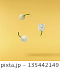 Beautiful Snowdrop flower falling in the air isolated  135442149