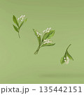 Beautiful Snowdrop flower falling in the air isolated  135442151