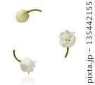 Beautiful Snowdrop flower falling in the air isolated  135442155