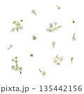 Beautiful Snowdrop flower falling in the air isolated  135442156