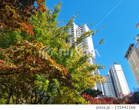 Autumn scenery with apartments and maple trees Autumn scenery with apartments and maple trees 135442166