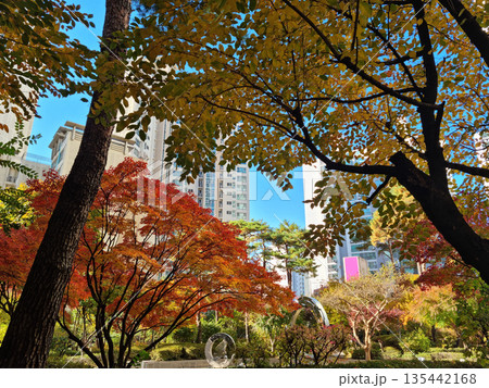 It is an outdoor park with trees turning red. It is an outdoor park with trees turning red. 135442168