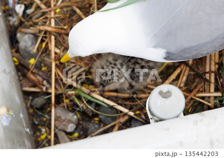 蕪島のウミネコのヒナ（青森県八戸市） 135442203