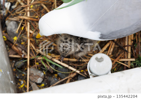 蕪島のウミネコのヒナ(青森県八戸市) 蕪島のウミネコのヒナ(青森県八戸市) 135442204