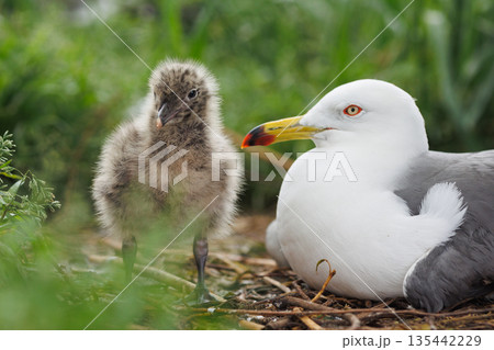 ウミネコのヒナと親鳥(青森県八戸市 蕪島神社) ウミネコのヒナと親鳥(青森県八戸市 蕪島神社) 135442229