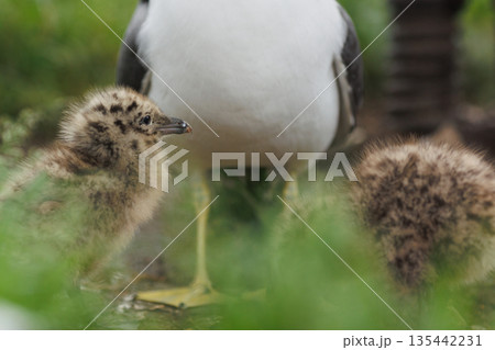 ウミネコのヒナと親鳥（青森県八戸市 蕪島神社） 135442231
