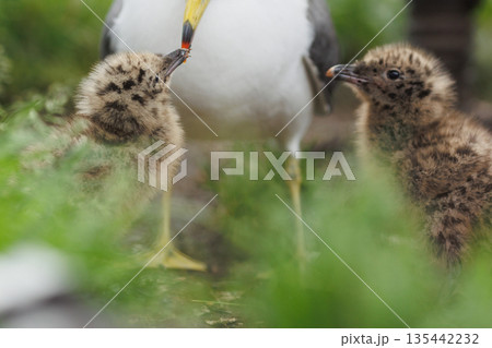 ウミネコのヒナと親鳥アップ（青森県八戸市 蕪島神社） 135442232