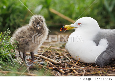 ウミネコのヒナと親鳥（天然記念物） 135442235