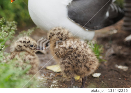 ウミネコのヒナと親鳥(天然記念物) ウミネコのヒナと親鳥(天然記念物) 135442236