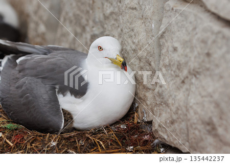 ヒナを温めるウミネコの親鳥(天然記念物) ヒナを温めるウミネコの親鳥(天然記念物) 135442237