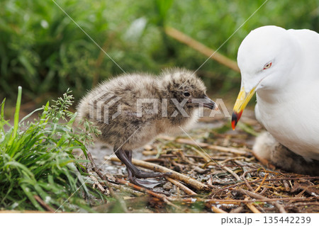 ヒナを温めるウミネコの親鳥（天然記念物） 135442239