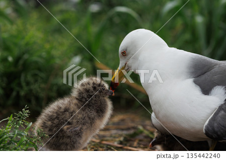 ヒナを温めるウミネコの親鳥（天然記念物） 135442240