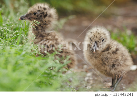 羽を広げたウミネコのヒナ（天然記念物） 135442241