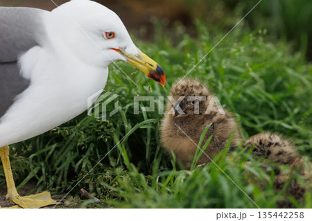 ウミネコの親とヒナ（撮影地：蕪島神社） 135442258