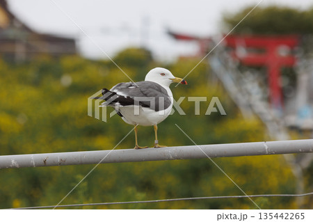ウミネコの親（撮影地：蕪島神社） 135442265