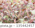 赤紫蘇の穂の写真 135442457