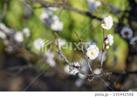 八重冬至 白梅 梅 冬 春 1月 素材 【神奈川県】 八重冬至 白梅 梅 冬 春 1月 素材 【神奈川県】 135442508