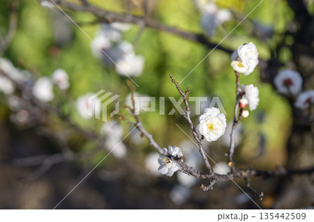 八重冬至 白梅 梅 冬 春 1月 素材 【神奈川県】 135442509