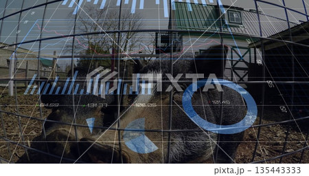Standing two dark-skinned pigs sniffing in outdoor pen behind mesh fence, showing digital overlay 135443333