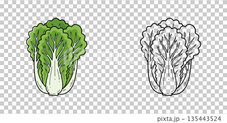 Simple Chinese cabbage icon illustration Simple Chinese cabbage icon illustration 135443524