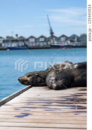 Two cape fur seals resting and sleeping on wooden dock. Wildlife animal family Two cape fur seals resting and sleeping on wooden dock. Wildlife animal family 135443914