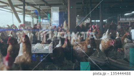 Pecking brown hens roaming on straw floor in poultry barn, with feed troughs and metal beams 135444488