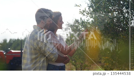Couple in casual clothes embracing and picking olives in olive orchard, with red tractor and branch 135444538