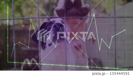 Peering black and white dog pressing nose against wire fence in kennel, with data lines overlay 135444591