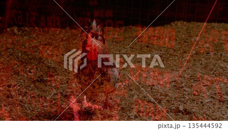 Standing speckled brown and white chicken surveying shavings in wire cage, red stock market overlay Standing speckled brown and white chicken surveying shavings in wire cage, red stock market overlay 135444592