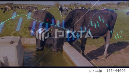 Drinking Holstein cows drinking pool water from concrete trough on pasture, with financial chart Drinking Holstein cows drinking pool water from concrete trough on pasture, with financial chart 135444603