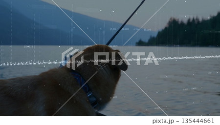 Standing harnessed golden-furred dog gazing over mountain lake dock, fishing rod and data overlay Standing harnessed golden-furred dog gazing over mountain lake dock, fishing rod and data overlay 135444661