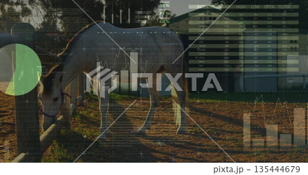 Standing horse wearing halter in sunlit paddock next to fence post, displaying stock chart overlays 135444679