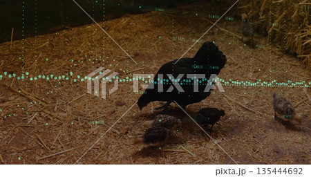 Foraging black hen with chicks scratching bedding in barn, with hay bale, rope, turquoise overlay 135444692