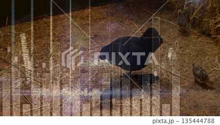 Pecking black hen feeding two chicks on grain-strewn straw with hay bales, financial overlay Pecking black hen feeding two chicks on grain-strewn straw with hay bales, financial overlay 135444788