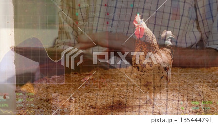 Merging rooster standing on straw in barn, with farmer typing on tablet computer data overlays Merging rooster standing on straw in barn, with farmer typing on tablet computer data overlays 135444791