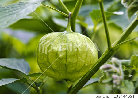 husk of a Physalis 135444951