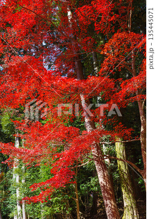 秋の兵庫県姫路市の書写山円教寺の紅葉 135445071