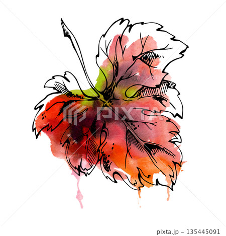 Hand drawn illustration of a grapevine, squash, maple leaf with curled edges. Botanical vineyard element, ink and watercolor wash for wine labels, menus, Mediterranean themes and culinary design. 135445091
